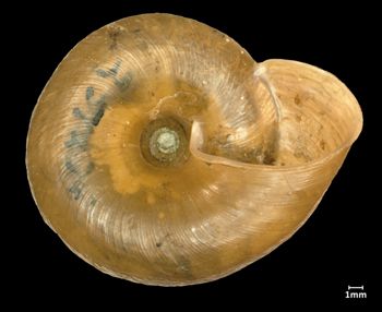 Media type: image;   Malacology 251176 Aspect: basal